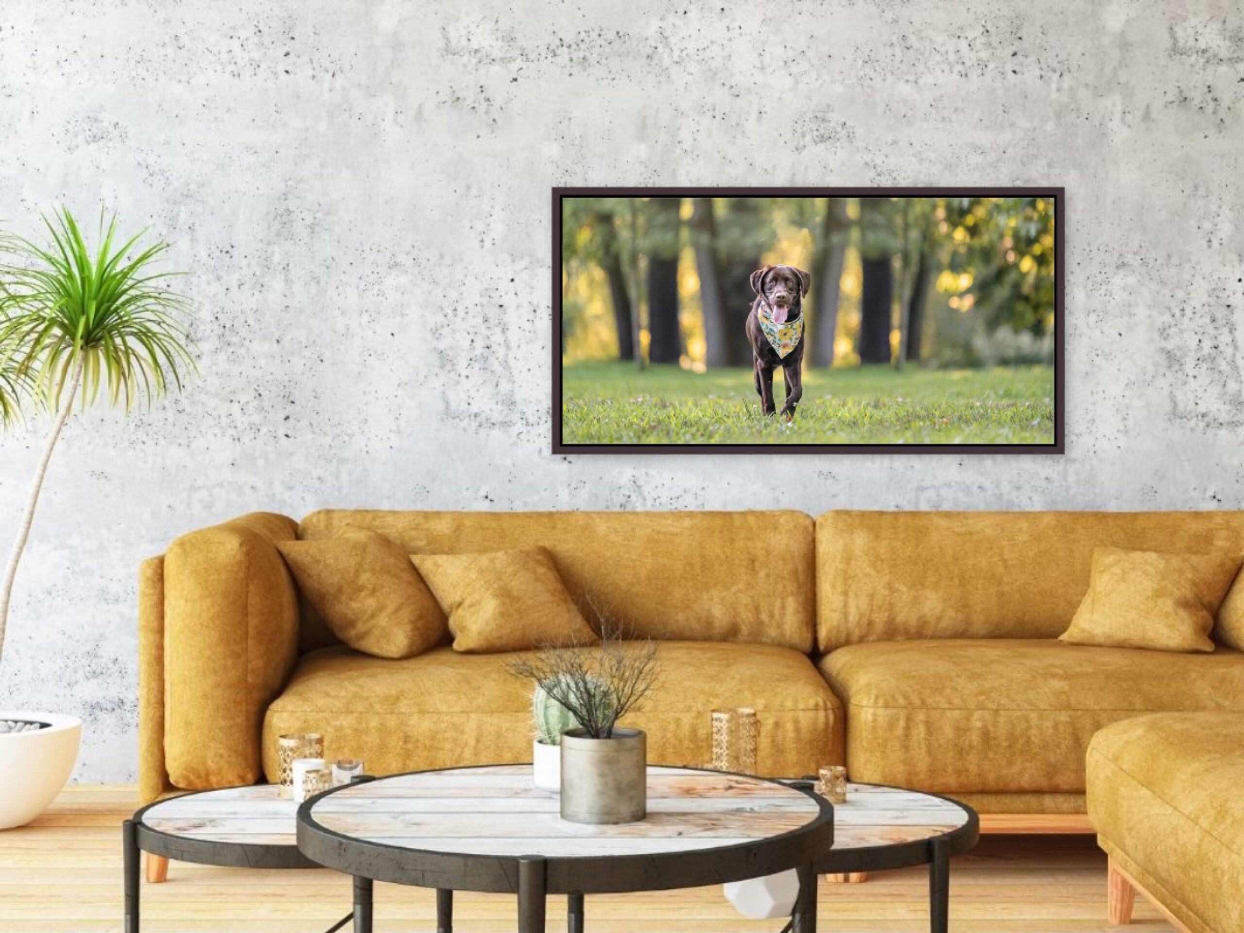 framed canvas of a chocolate Labrador above a gold couch