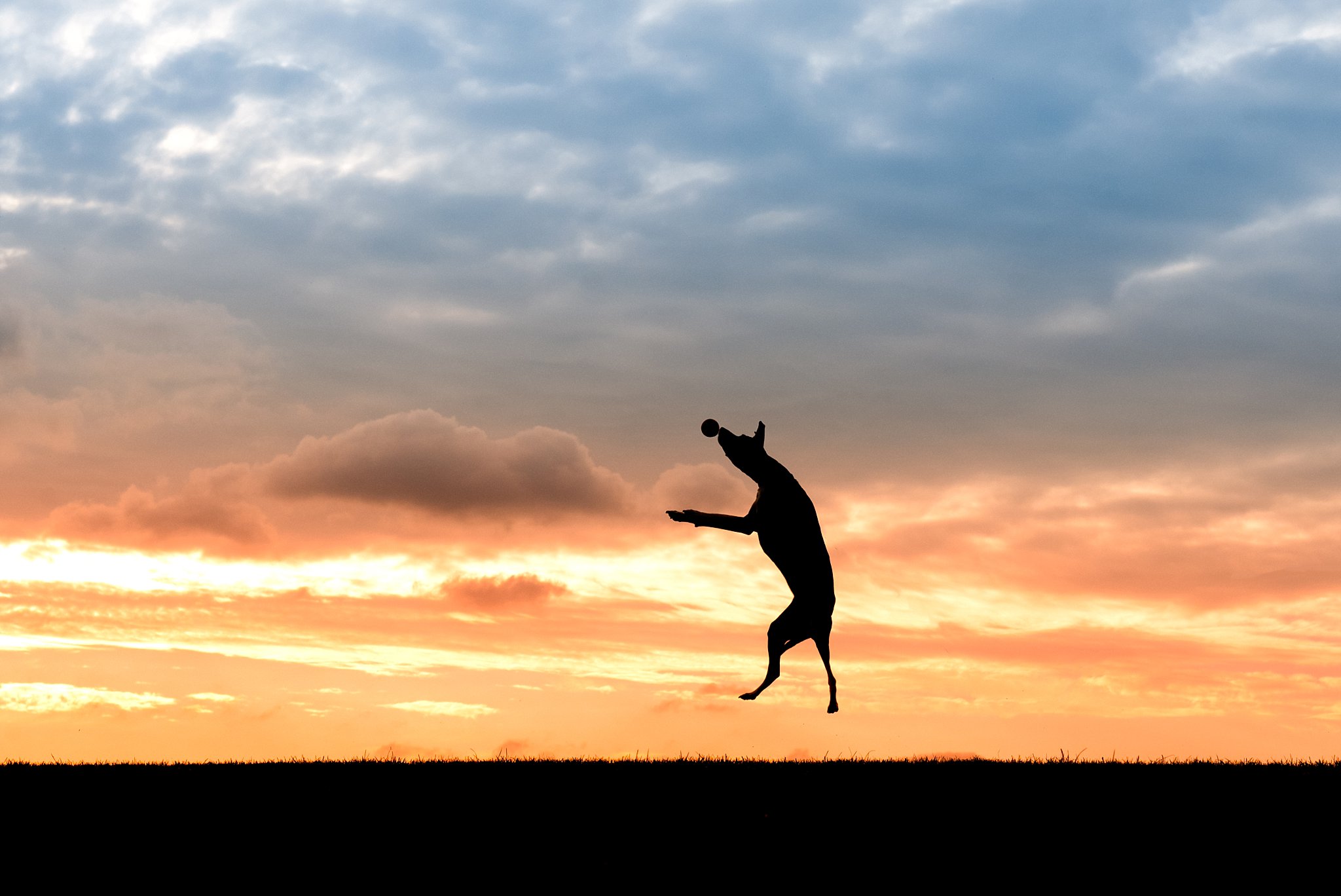 Italian Greyhound jumping for a tennis ball against a sunset sky