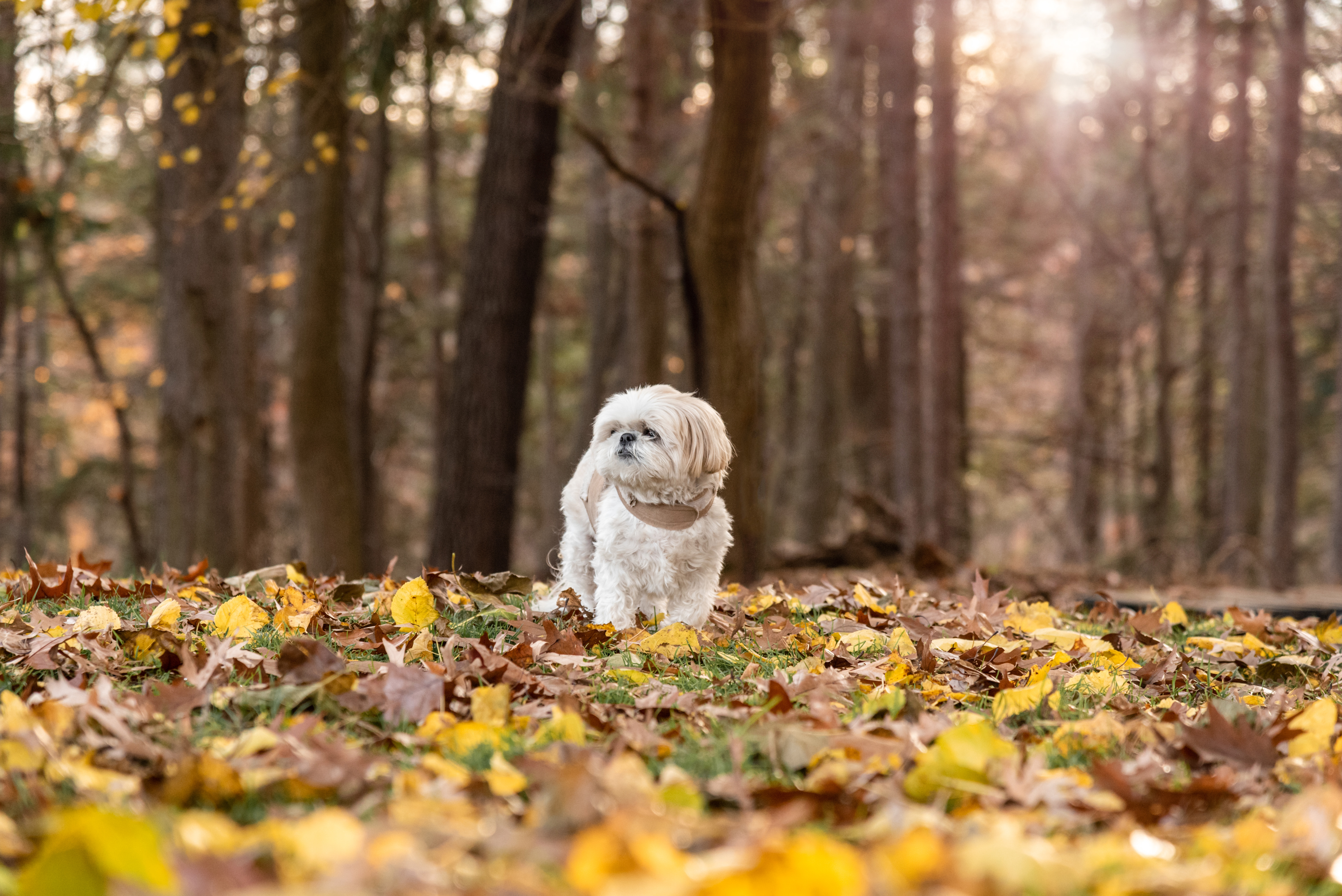 senior white dog in fall leaves with sun bursting through the trees at Hartwood Acres