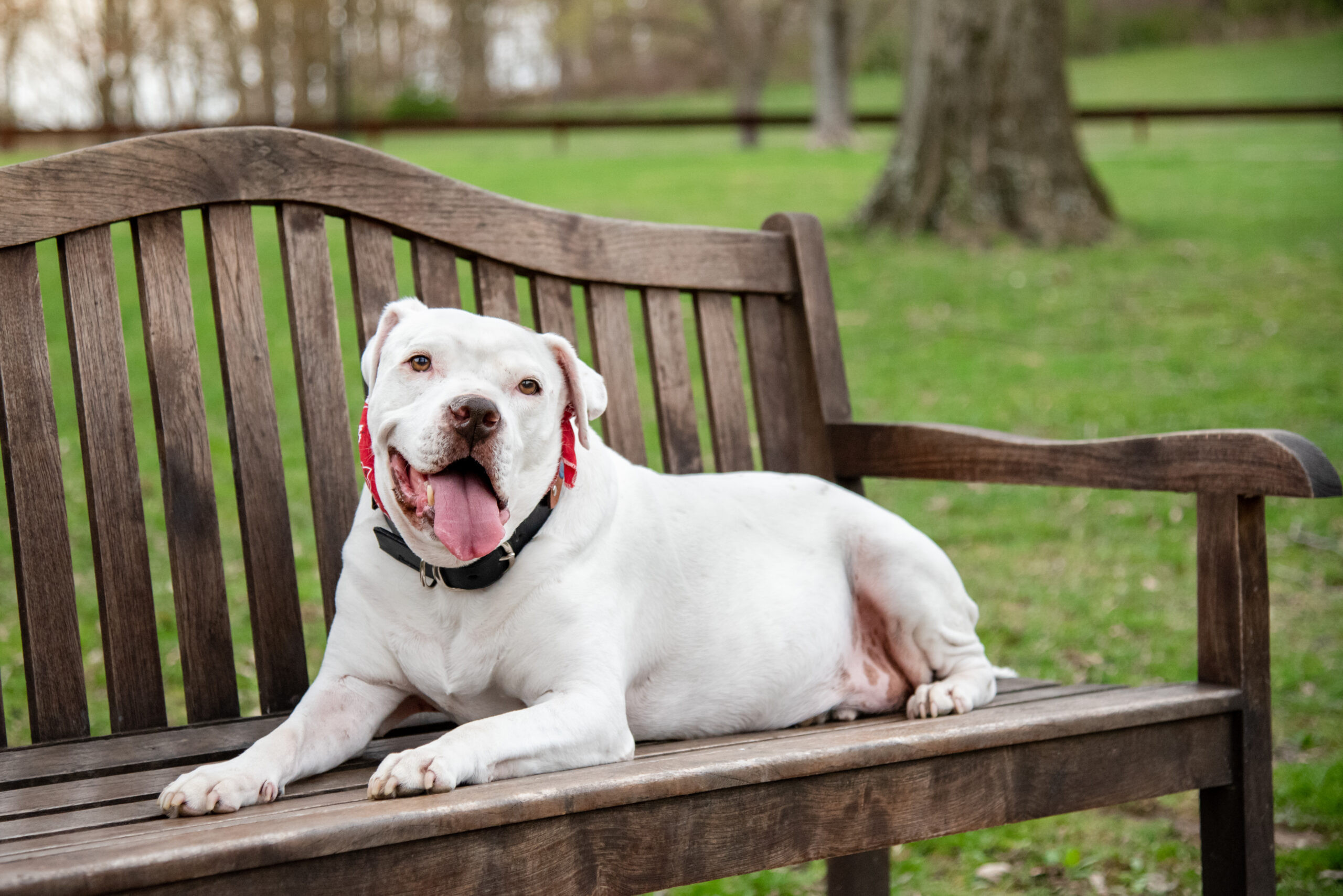 white pit bull on a bench at South Park