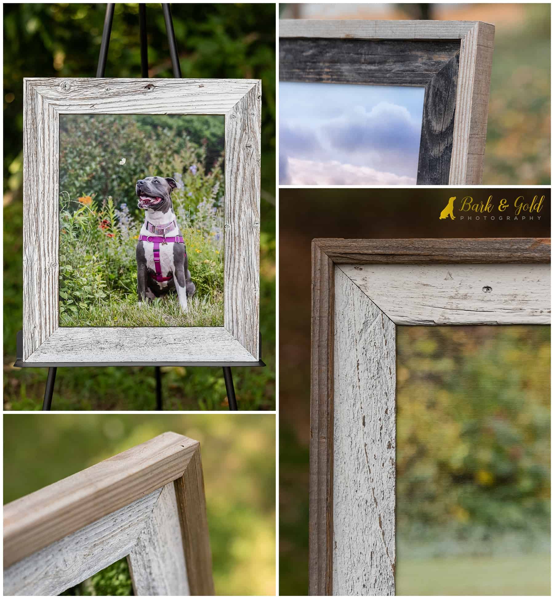 barnwood framed fine art prints of Pittsburgh dogs photographed in 2021