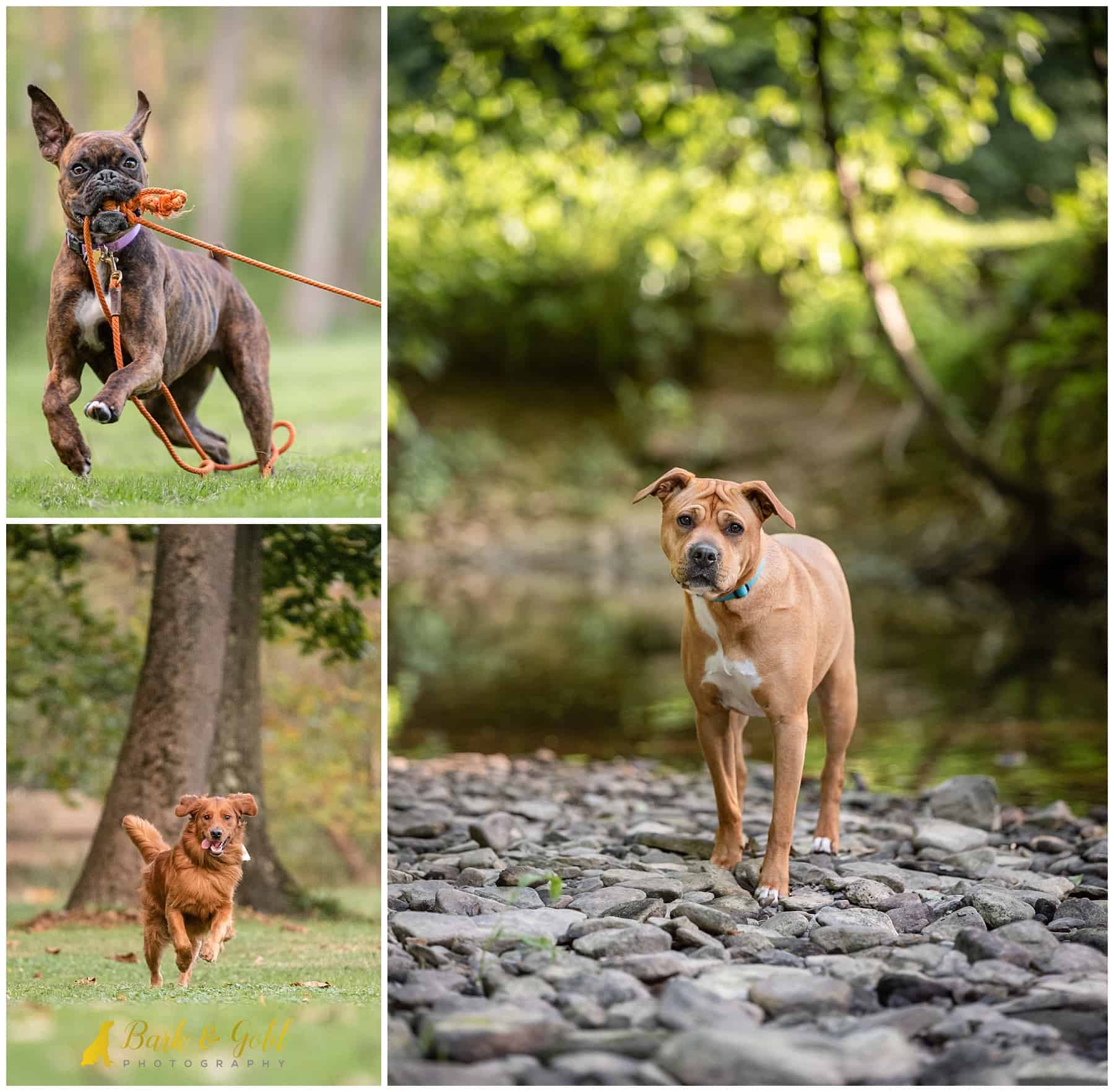 playful, happy dogs at Brady's Run Park in Beaver Falls
