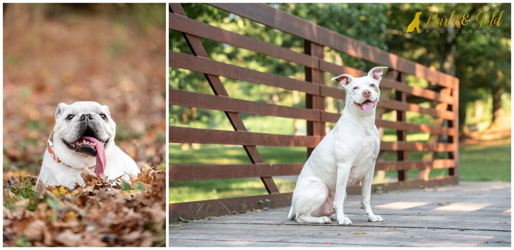 white bull dog and white pit bull with long tongues and happy smiles