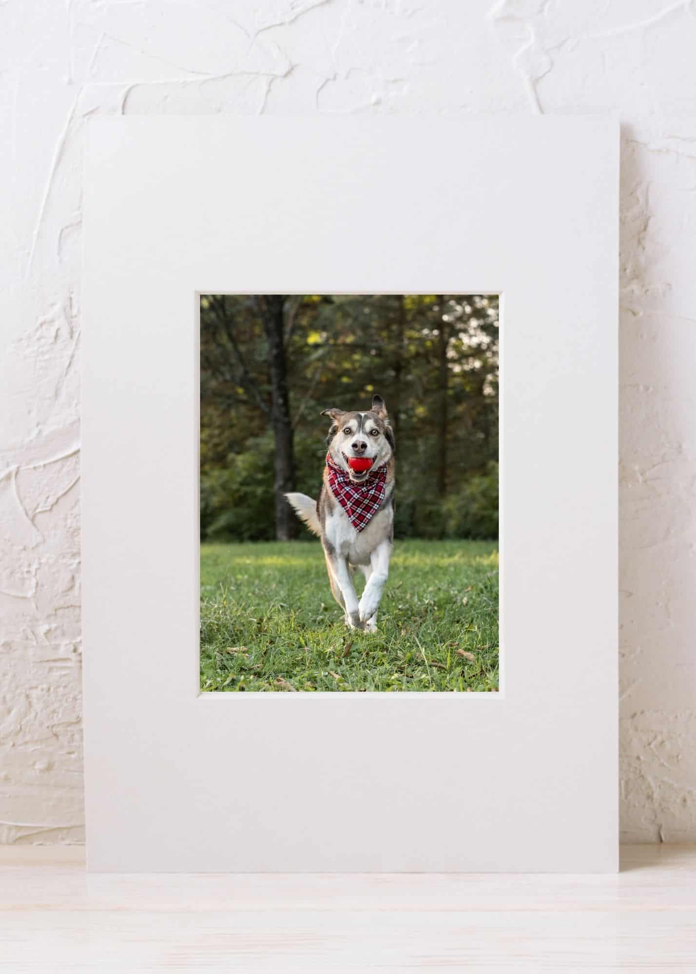 5x7 matted gift print of a running dog against a white wall