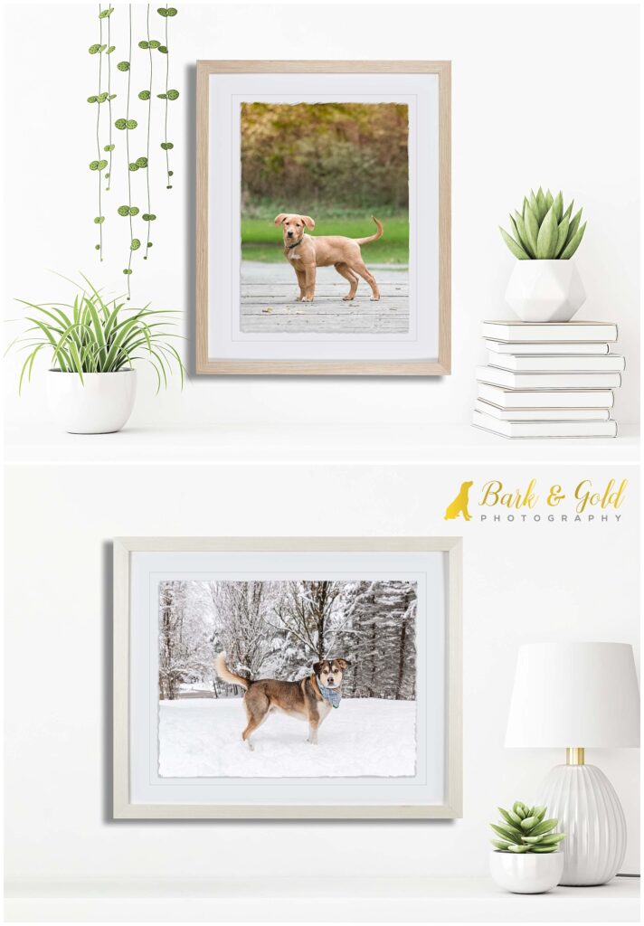 deckled edge framed prints with white background and plants