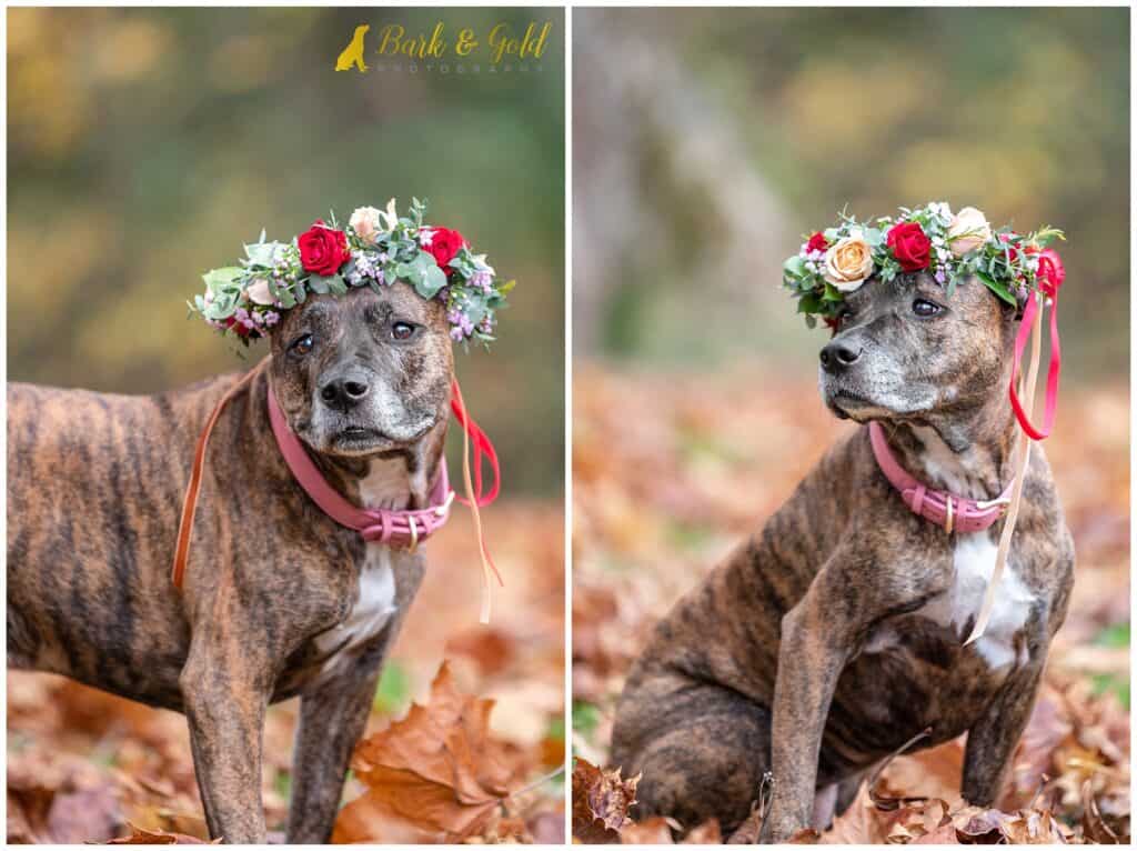 pit bull wearing a flower crown during a senior dog photography session at Morrow-Pontefract Park