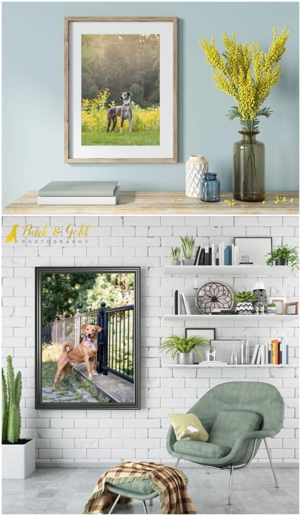 signature wall art of grayhound mix and Labrador mix in rooms with light blue tones