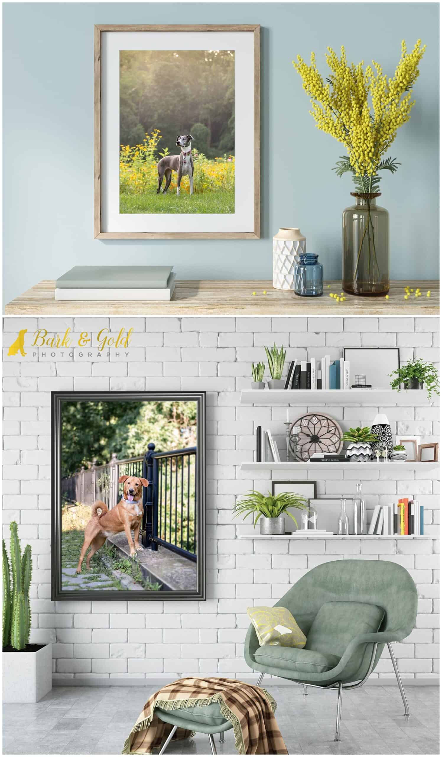 signature wall art of greyhound mix and Labrador mix in rooms with light blue tones