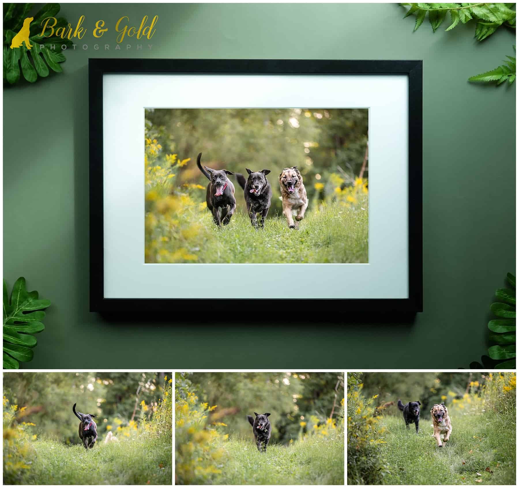 traditional framed print of a three-dog composite image and the three individual photos used to create it