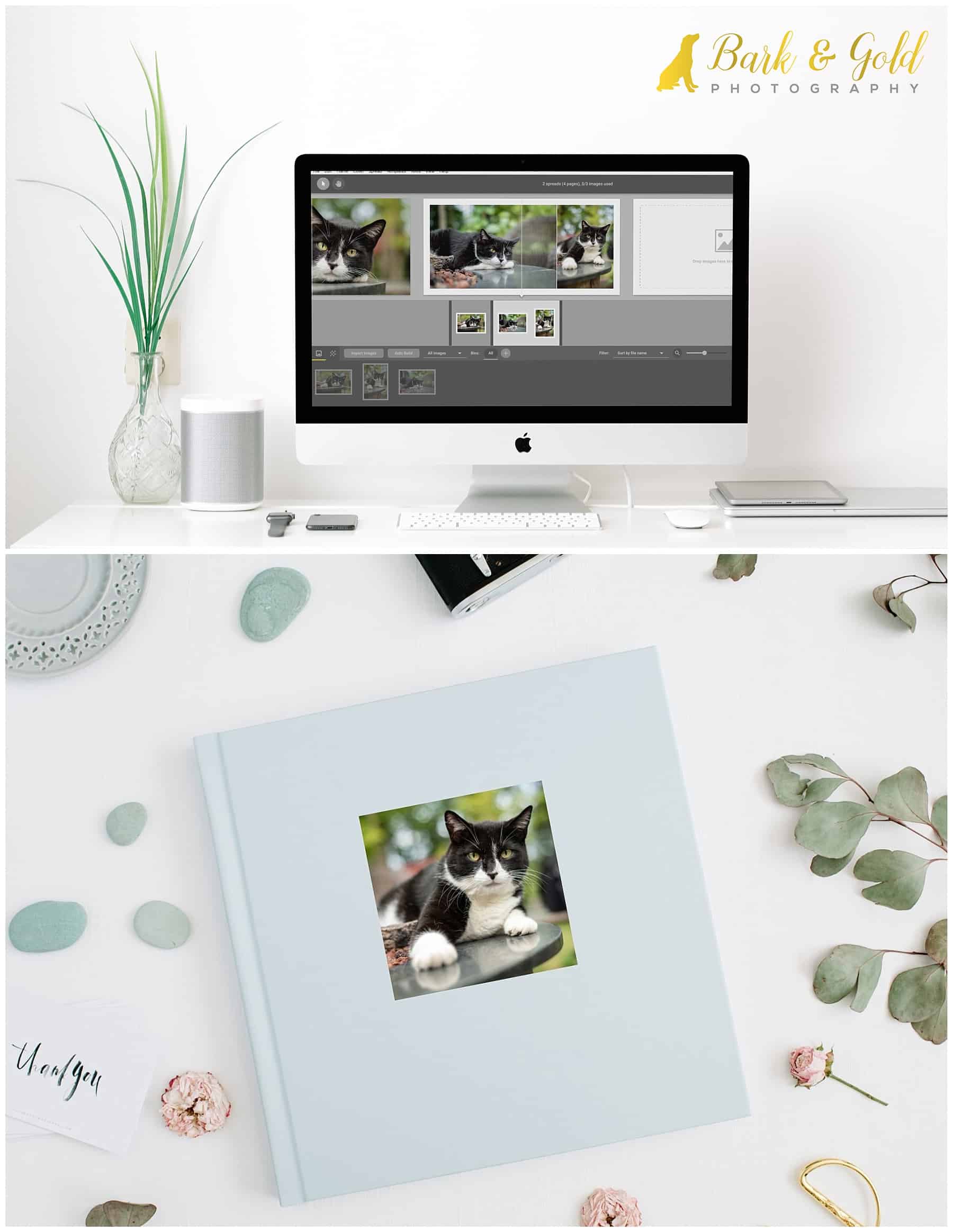 computer showing Smart Albums to create a fine art album with portraits of a black and white cat
