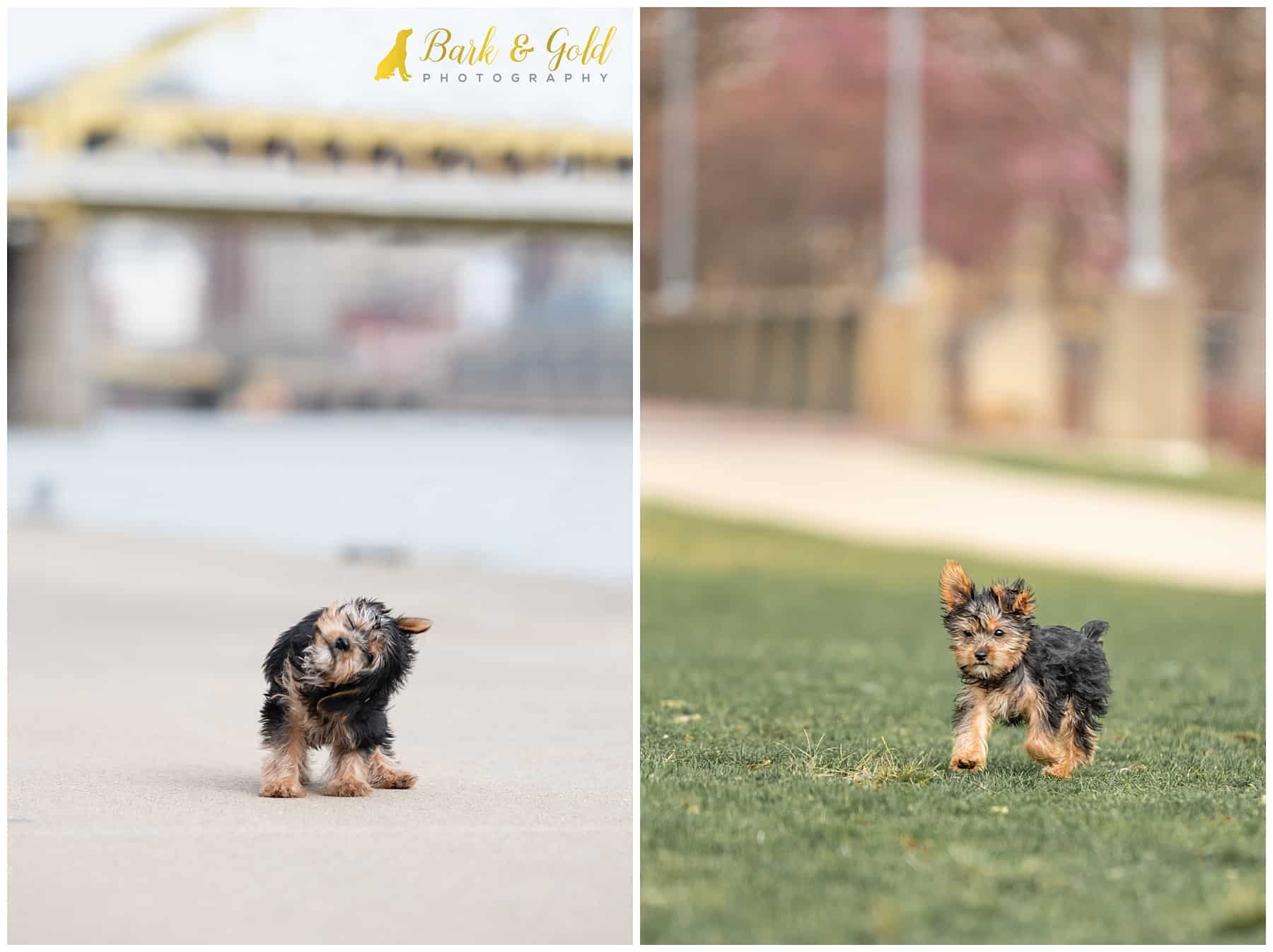 Tiny 13-week-old Yorkshire terrier shakes and plays along the Three Rivers Heritage Trail on Pittsburgh's North Shore during a spring pet photography session