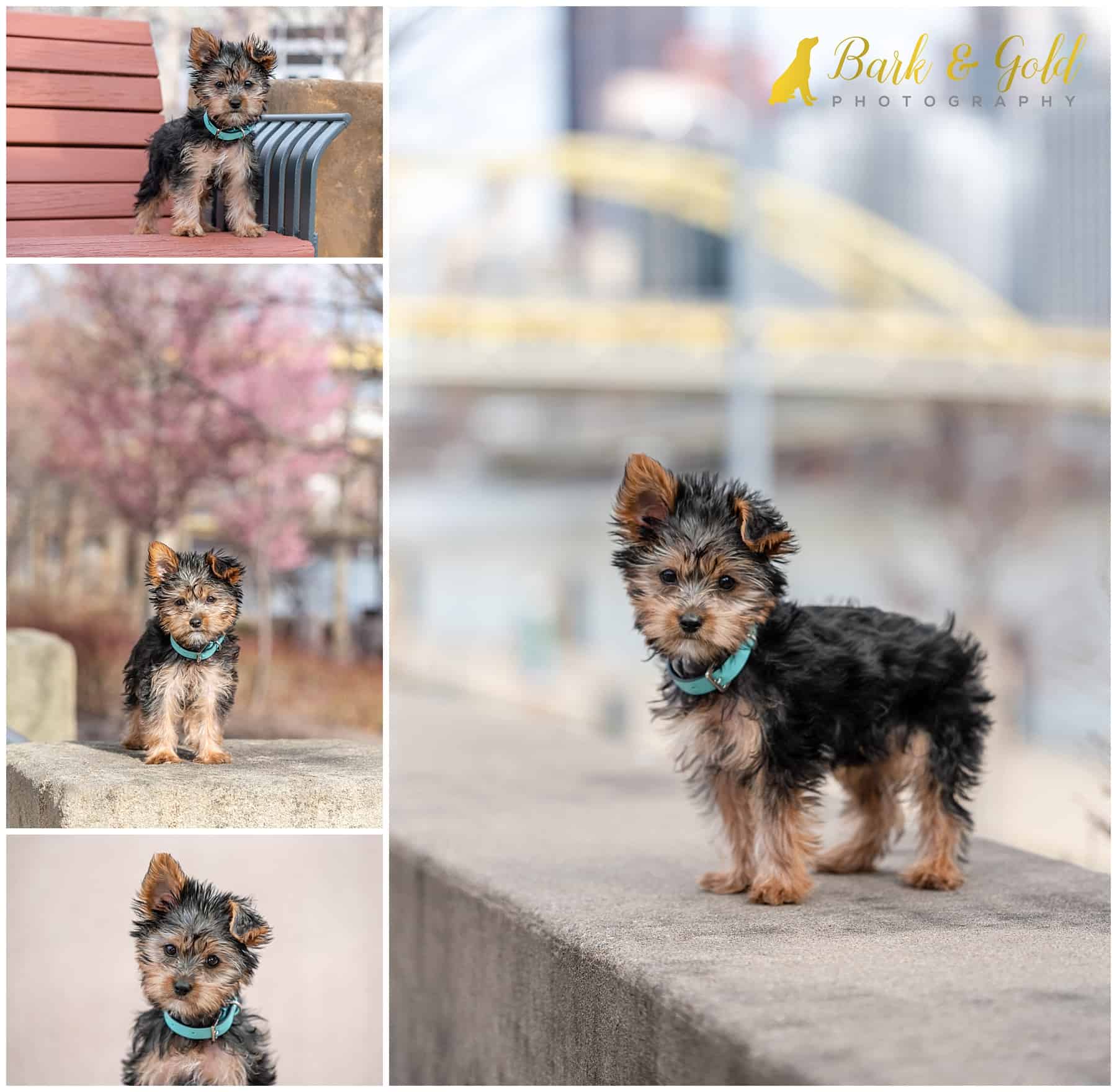 Yorkshire terrier puppy during a spring pet photography session shot on Pittsburgh's North Shore