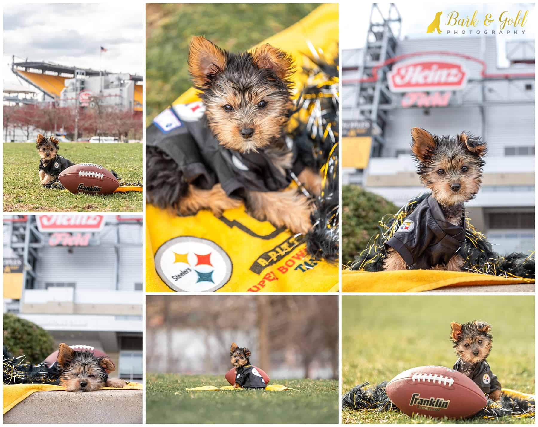Yorkshire terrier puppy in Steelers jersey posing with a football outside of Pittsburgh's Heinz Field during a spring pet photography session