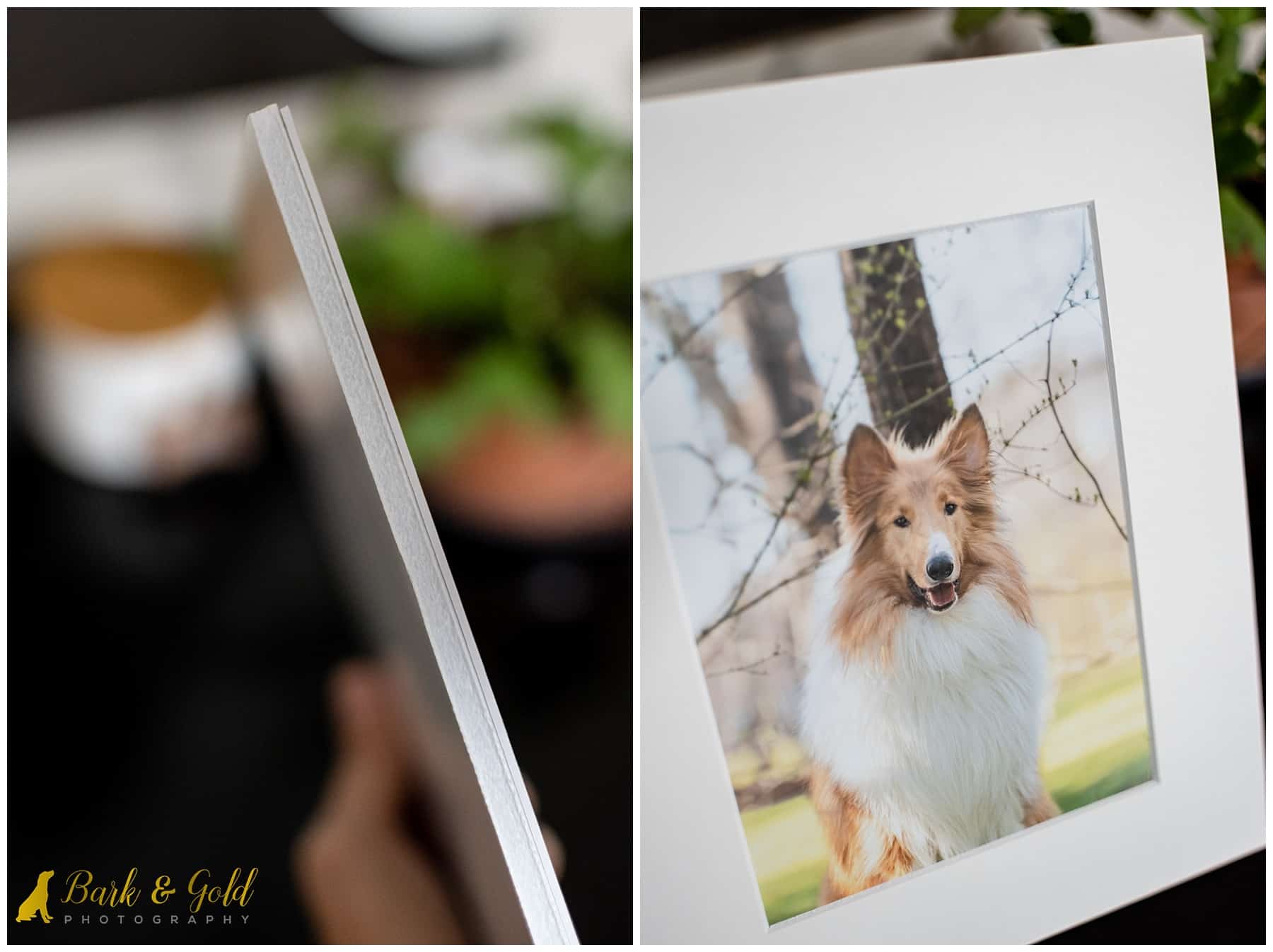 complimentary matted 5x7 gift print of a handsome rough collie