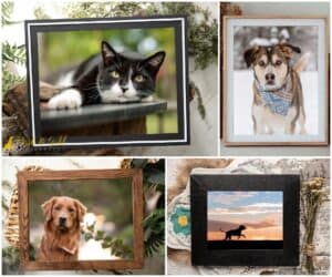 Pairing Your Barnwood Framed Pet Portraits With Your Décor