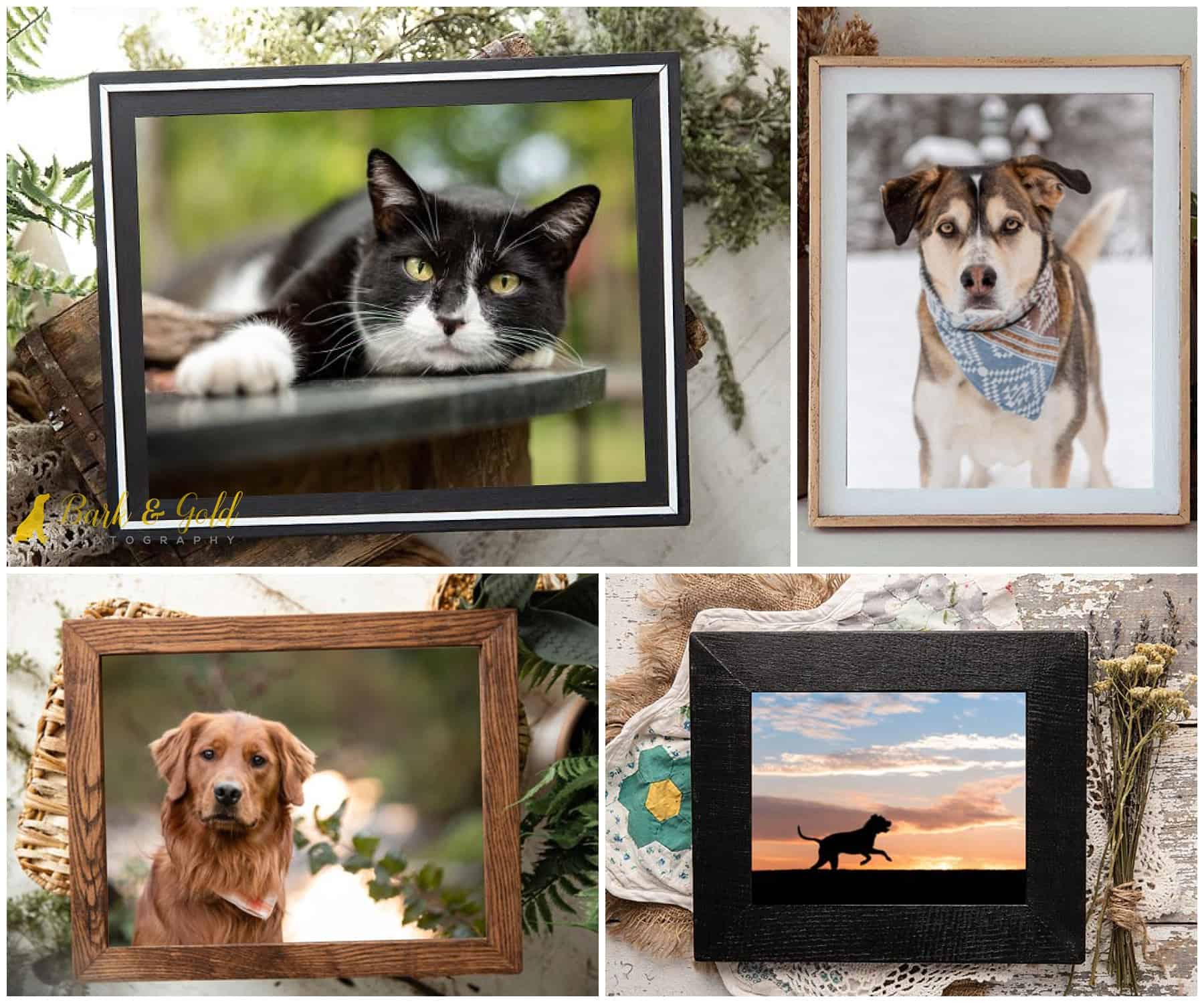 barnwood frames showing dogs and a cat ideal for modern home décor