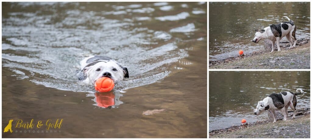 black and white dog swims with an orange ball at Brady's Run Lake in Beaver Falls