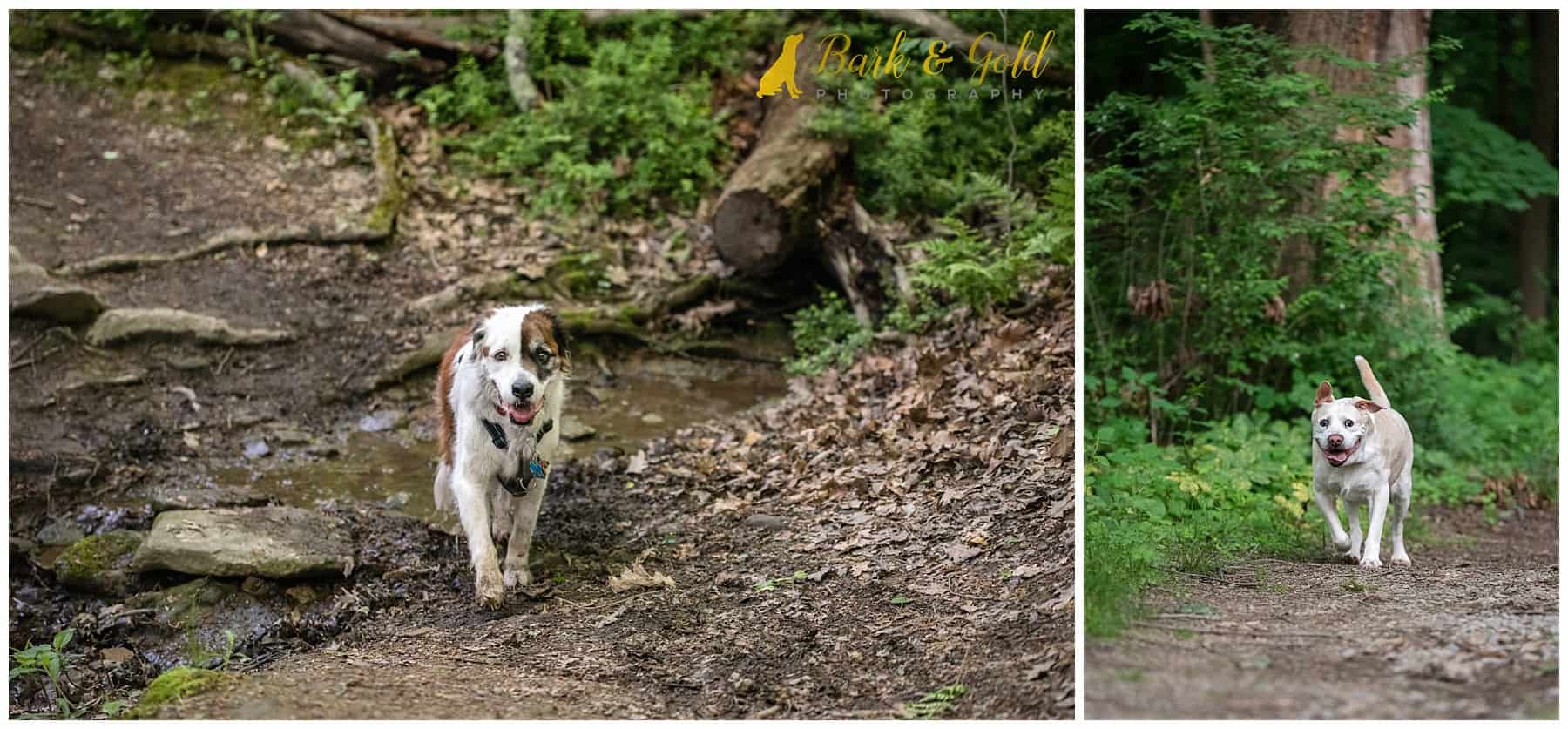 senior dogs hiking trails during summer sessions with a Pittsburgh pet photographer
