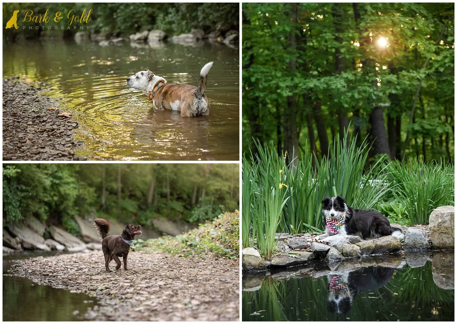 dogs swimming in Pittsburgh area lakes and creeks during summer sessions