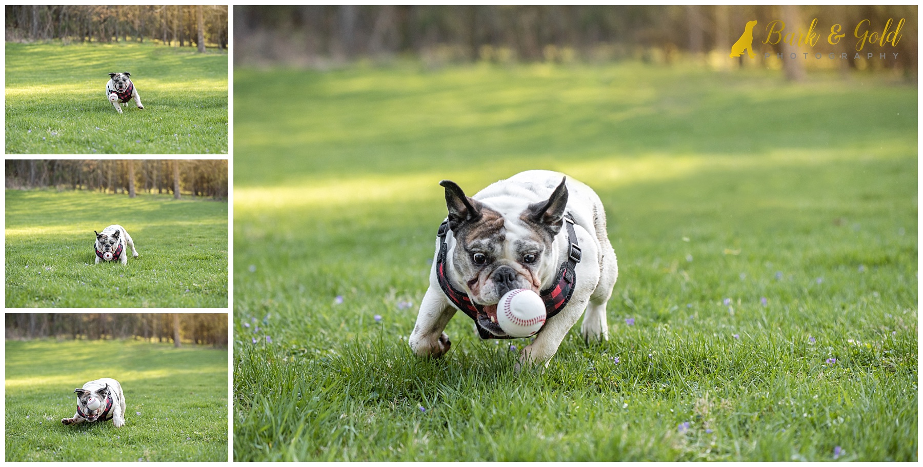 English bulldog chasing a squeaky baseball toy through a field at Mingo Creek Park in Washington County