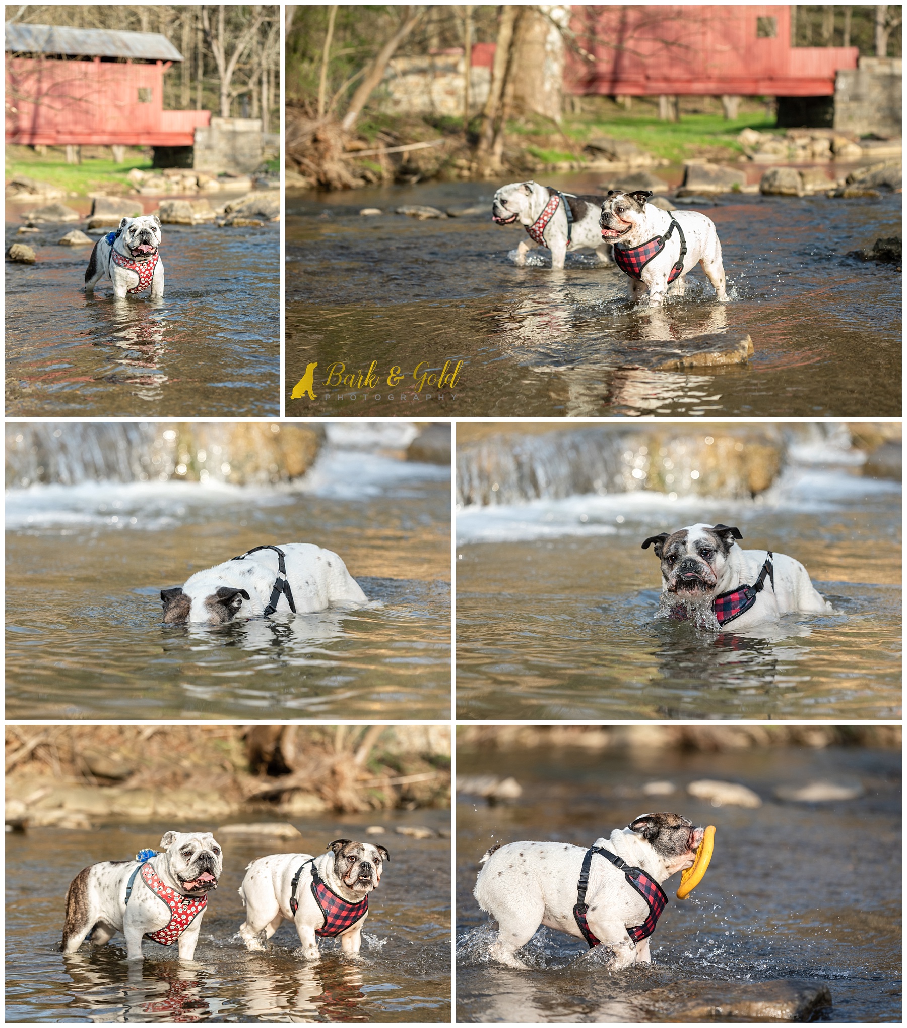 two English bulldogs swimming together near the Ebenezer Covered Bridge at Mingo Creek Park in Washington County