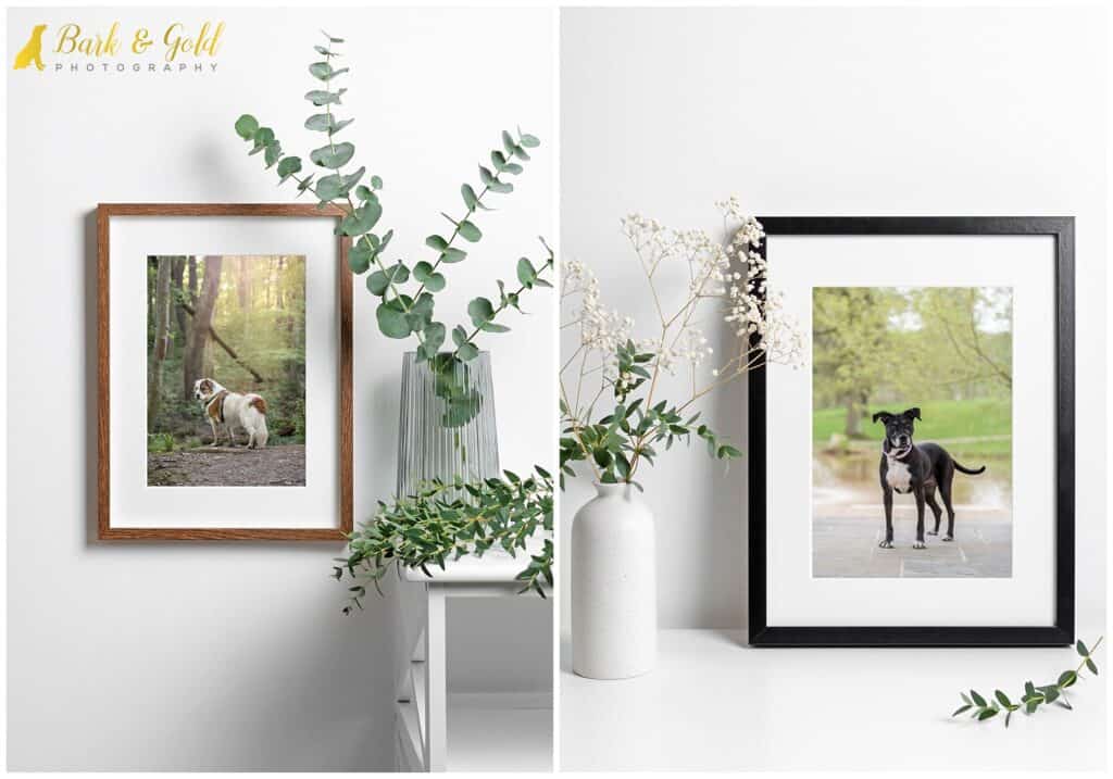 traditional framed prints in oak and black wood of dogs during Rainbow Sessions