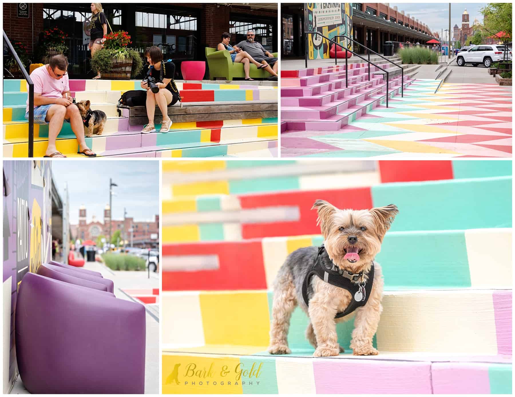 Yorkshire terrier poses on colored steps at the Strip District Terminal during a dog photography session