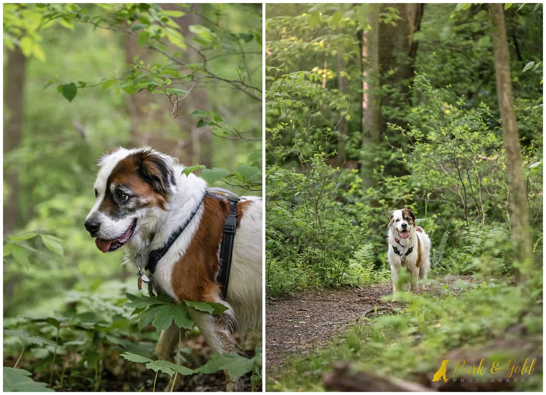 a border collie/St. Bernard mutt sniffs and explores the trails at Sewickley Heights Borough Park during his dog photography session with Bark & Gold Photography