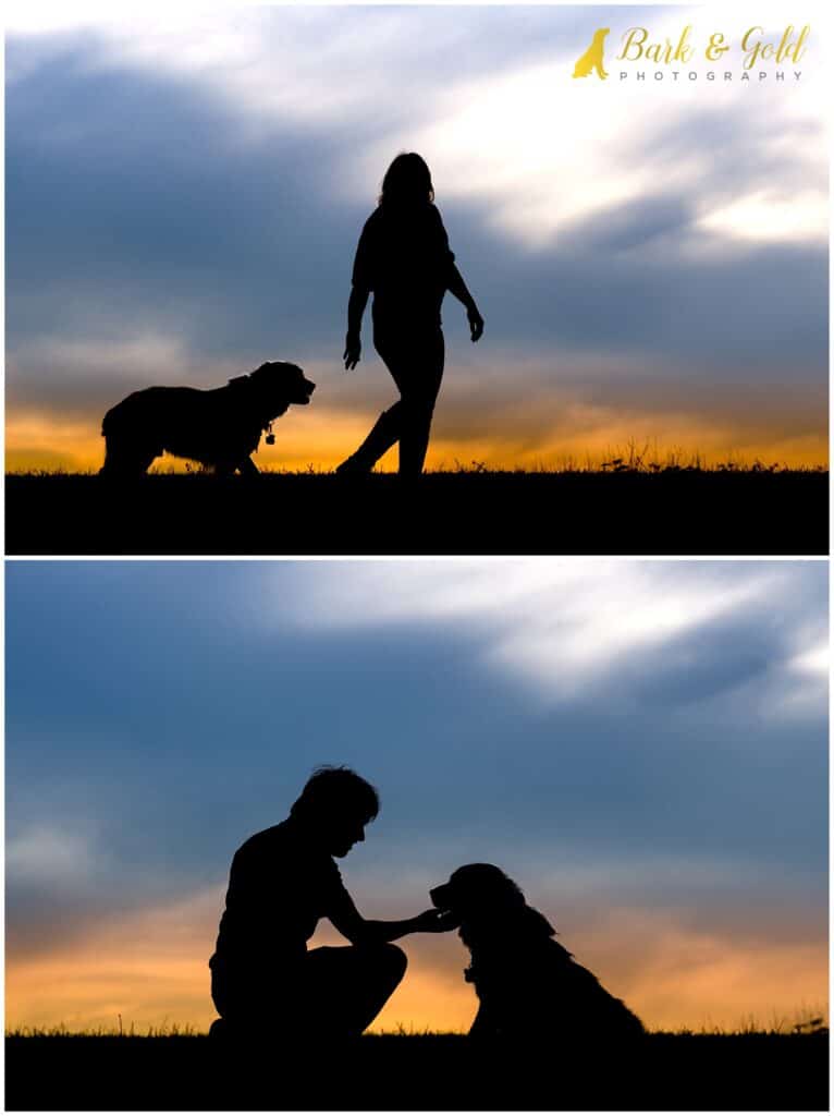 a senior border collie/Saint Bernard mutt enjoys a photography session at sunset at Sewickley Heights Borough Park with his owners