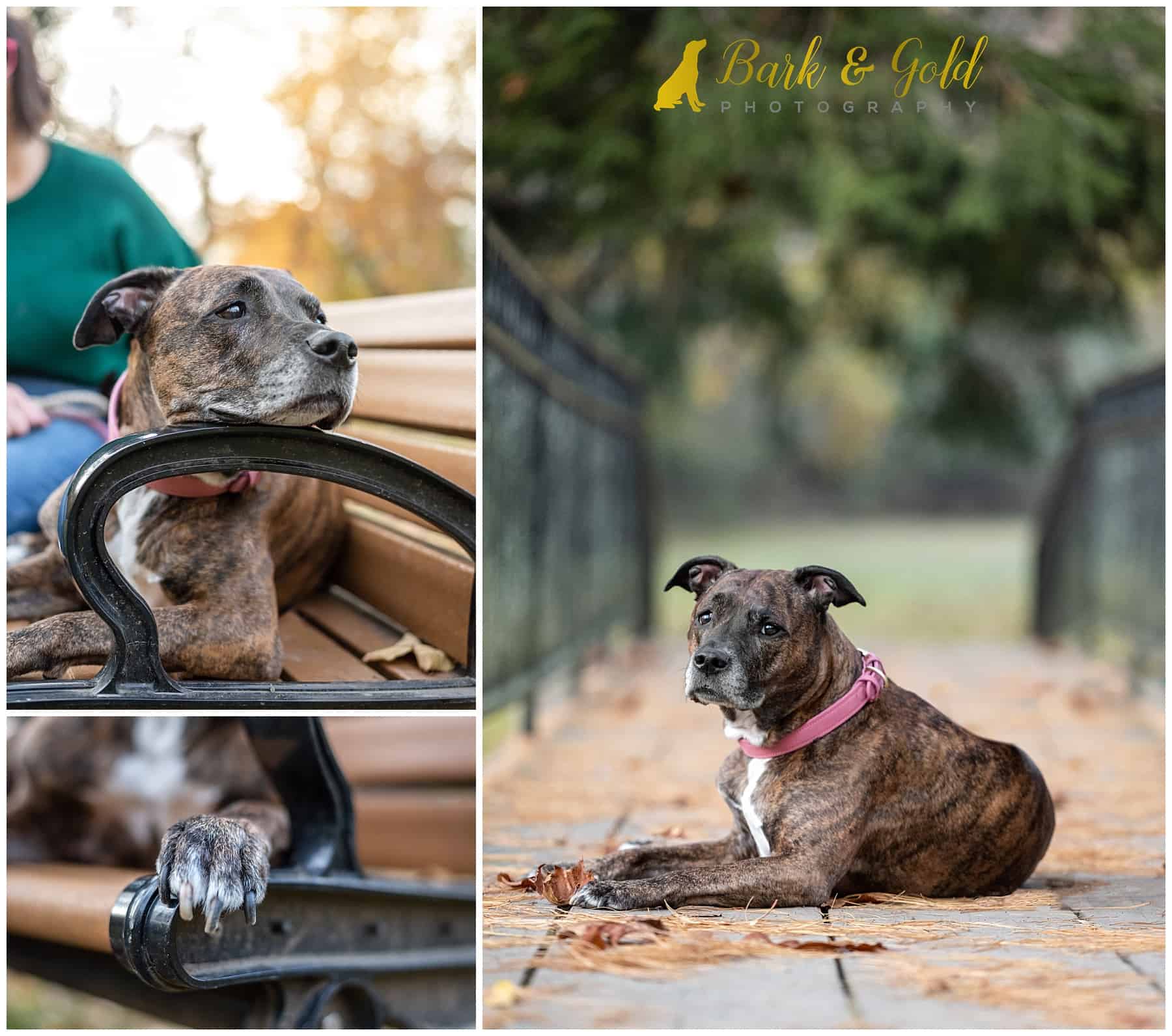 woman gently petting a senior dog on a park bench at Morrow-Pontefract Park in Sewickley during a fall Rainbow Session with Bark & Gold Photography