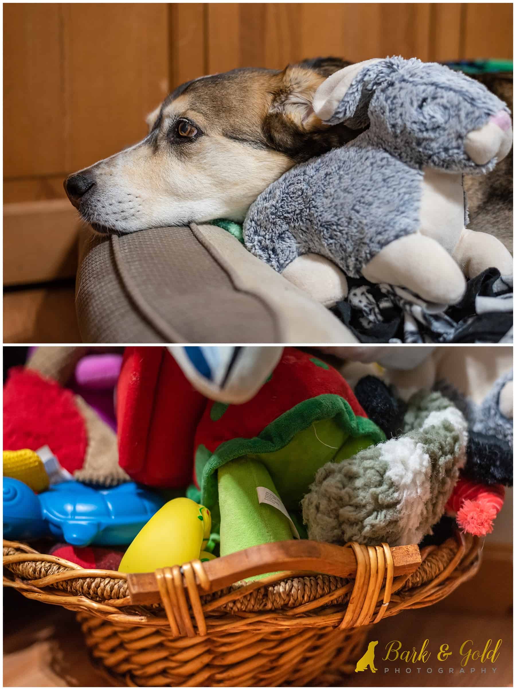 basket of dog toys for entertainment in a dog-friendly home office
