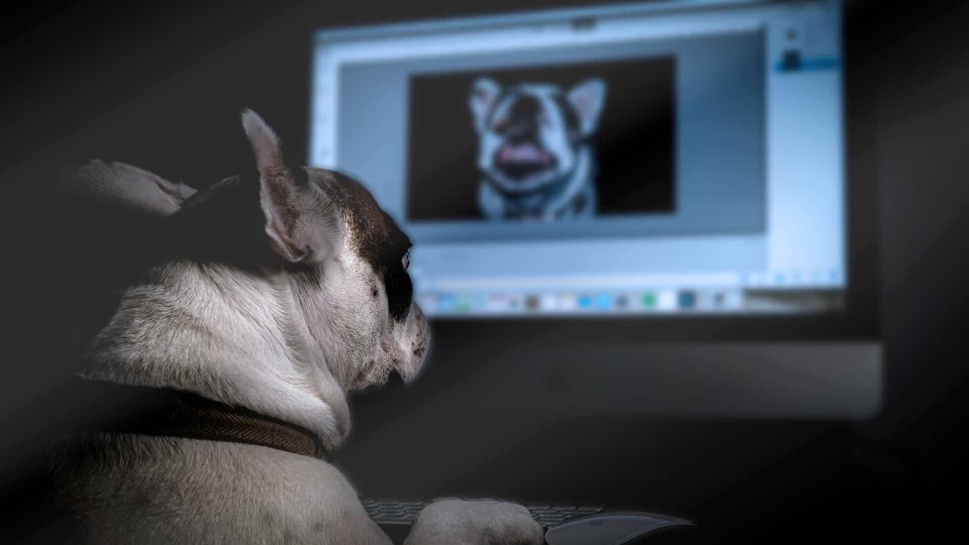 bulldog at a computer editing a photo of a dog