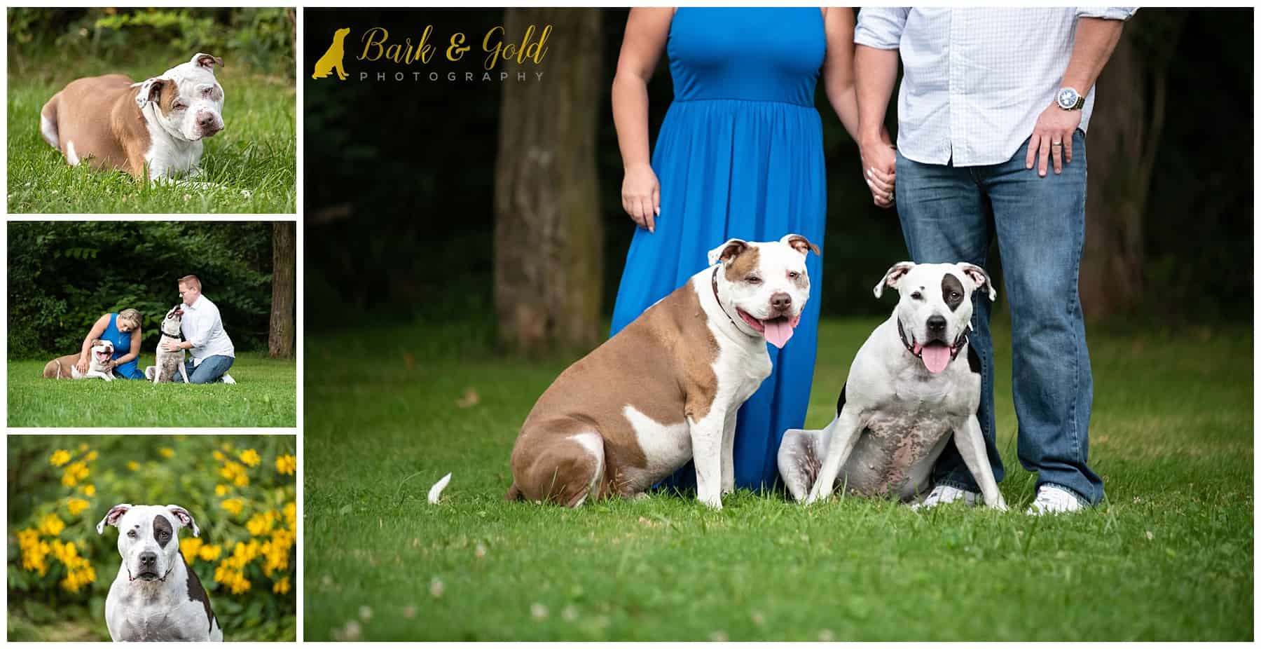 Pit bulls pose sitting in front of their humans legs at Brady's Run Park during their calendar contest session