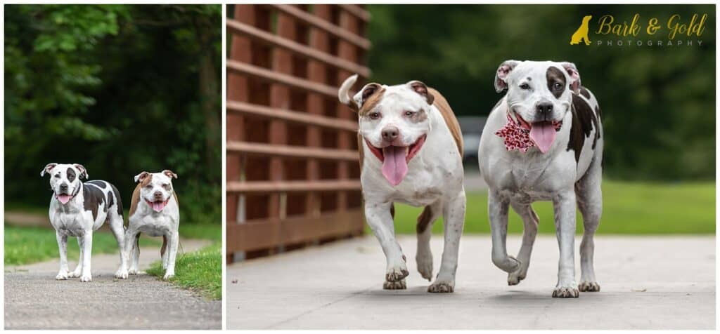 two happy pit bulls prance across a bridge at Brady's Run Park during their calendar contest session