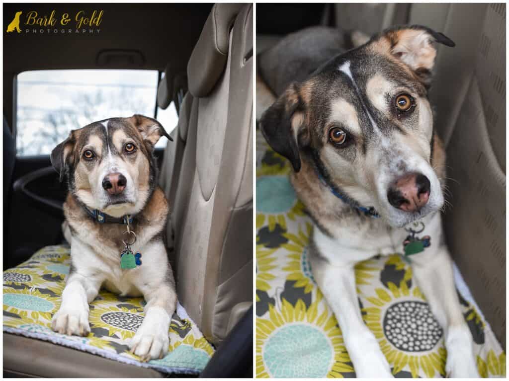 senior Siberian retriever rides in the back of a Toyota RAV4 on his sunflower dog blanket from Three Wags