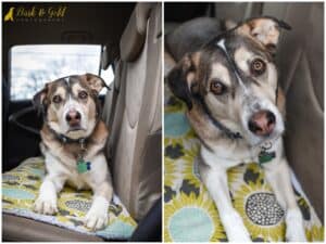 8 Tips for Keeping Your Senior Dog Safe on Holiday Road Trips