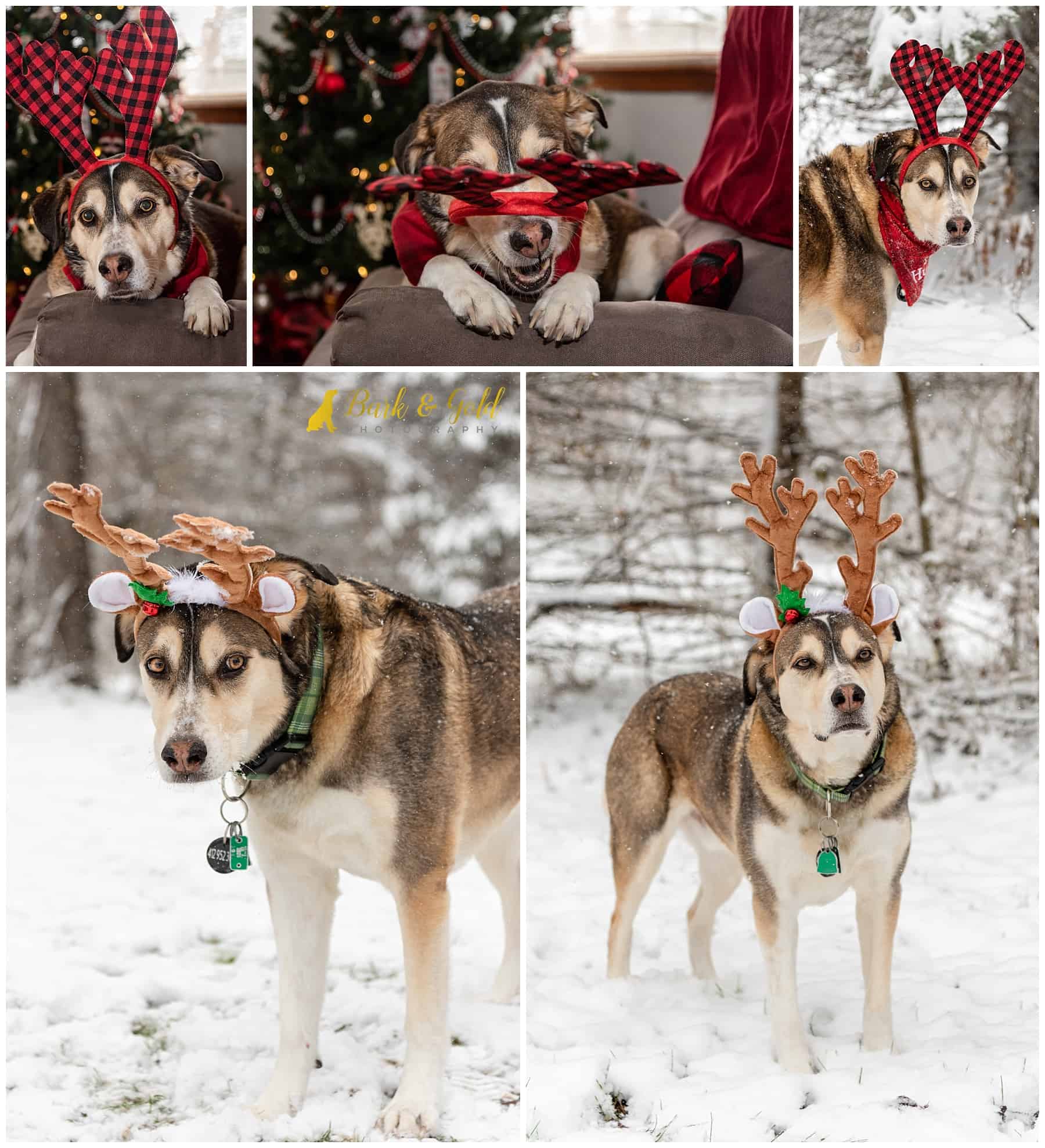 Siberian retriever poses with reindeer antlers for holiday photos in the snow