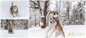 8 Winter Activities to Strengthen Your Bond With Your Dog
