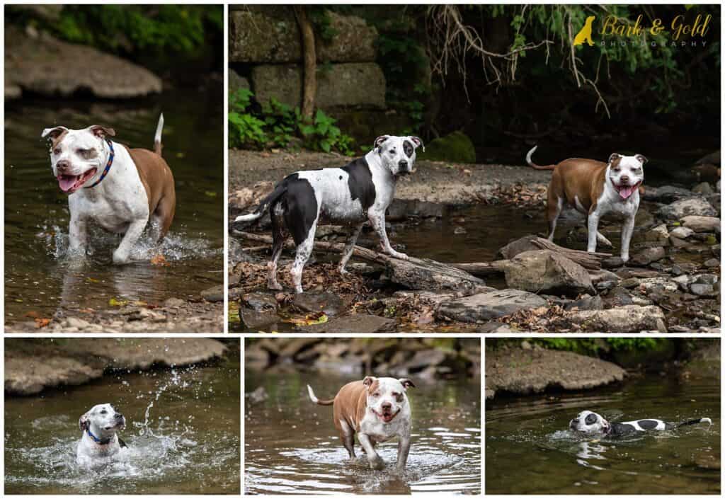 water-loving pit bulls splash and swim in a creek at Brady's Run Park during their calendar contest session