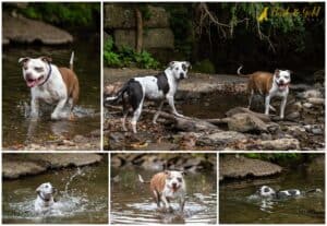 A Calendar Contest Session with Water-Loving Pit Bulls at Beaver County's Brady's Run Park