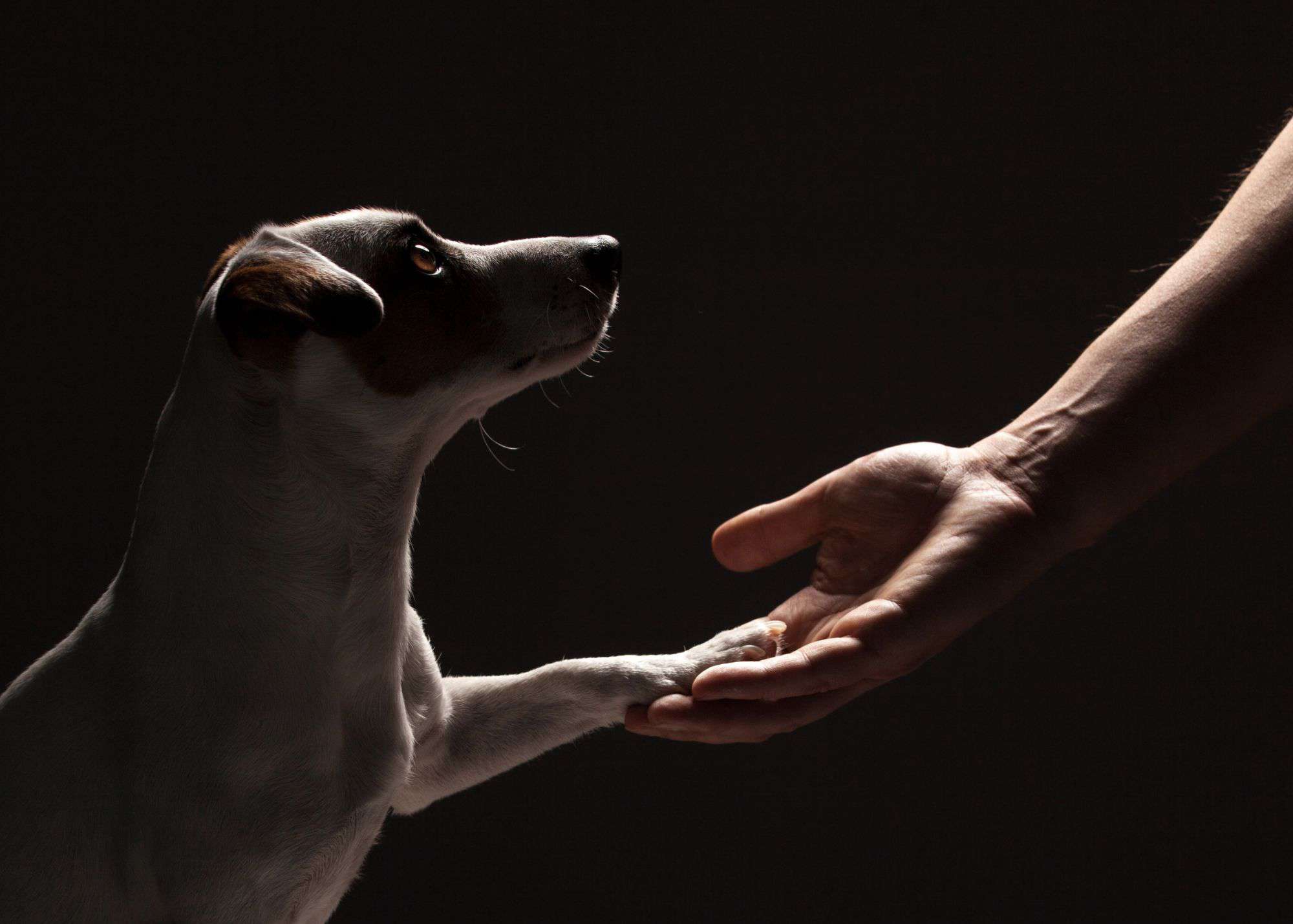 Jack Russell Terrier giving its paw to a human's hand against a black background with beautiful rim lighting