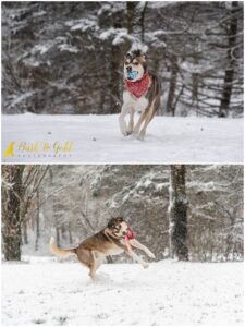 Cold Nose, Warm Heart: 6 Tips for Taking Adorable Winter Photos of Your Dog