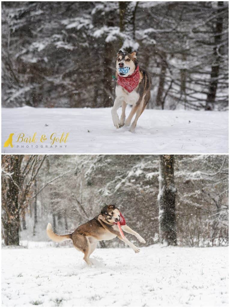 a playful Siberian retriever catches a ball and frisbee in a Pittsburgh snow
