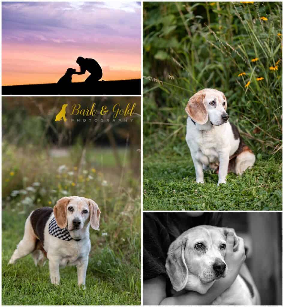 a Rainbow Session at Boyce Park near Pittsburgh to celebrate a rescued beagle