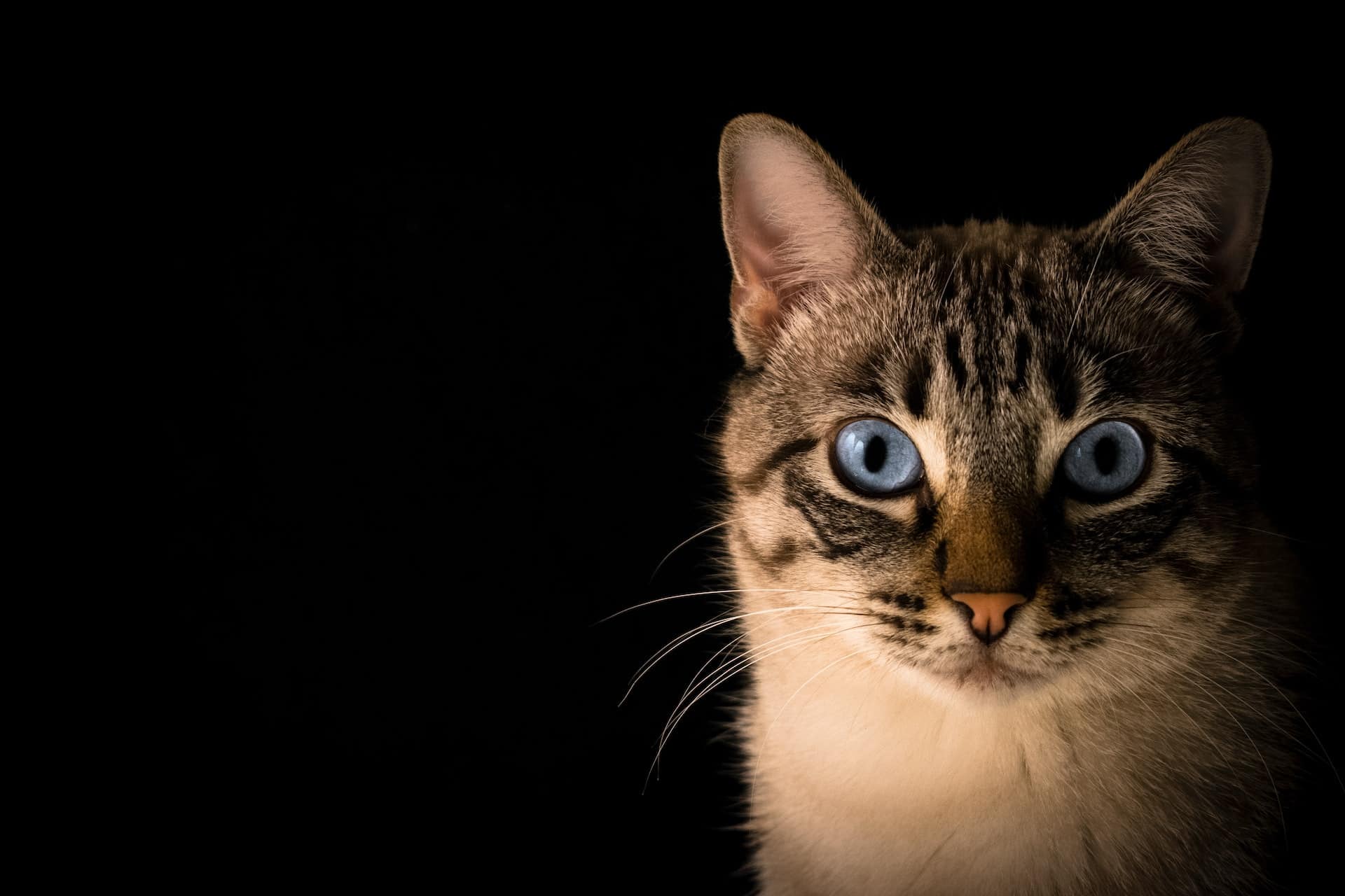 stock photo of a tabby cat with beautiful blue eyes against a solid black background