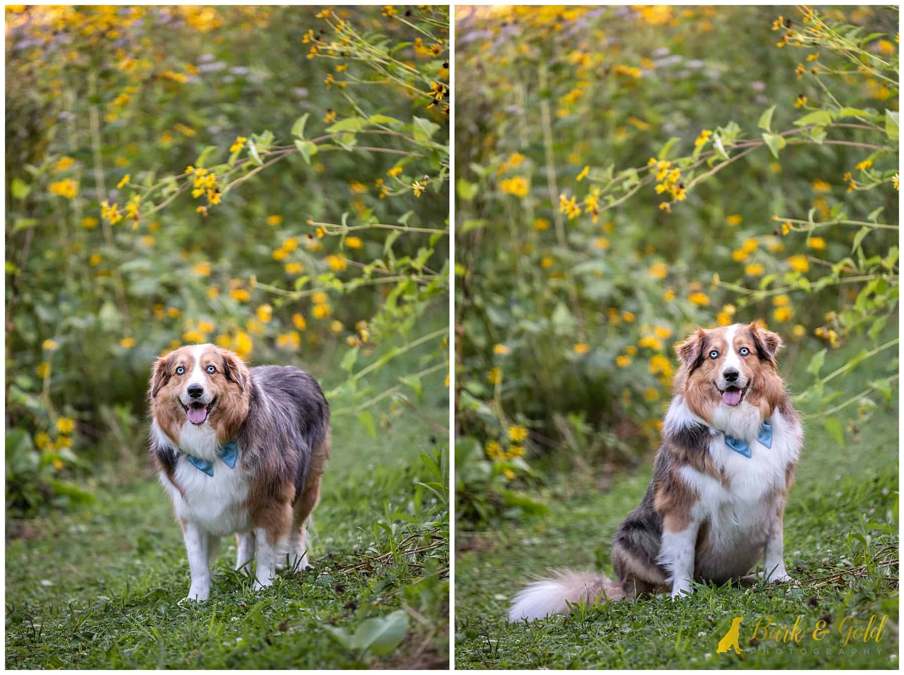 an Australian shepherd mix poses among the wildflower meadow at Robin Hill Park in Moon Towwnship