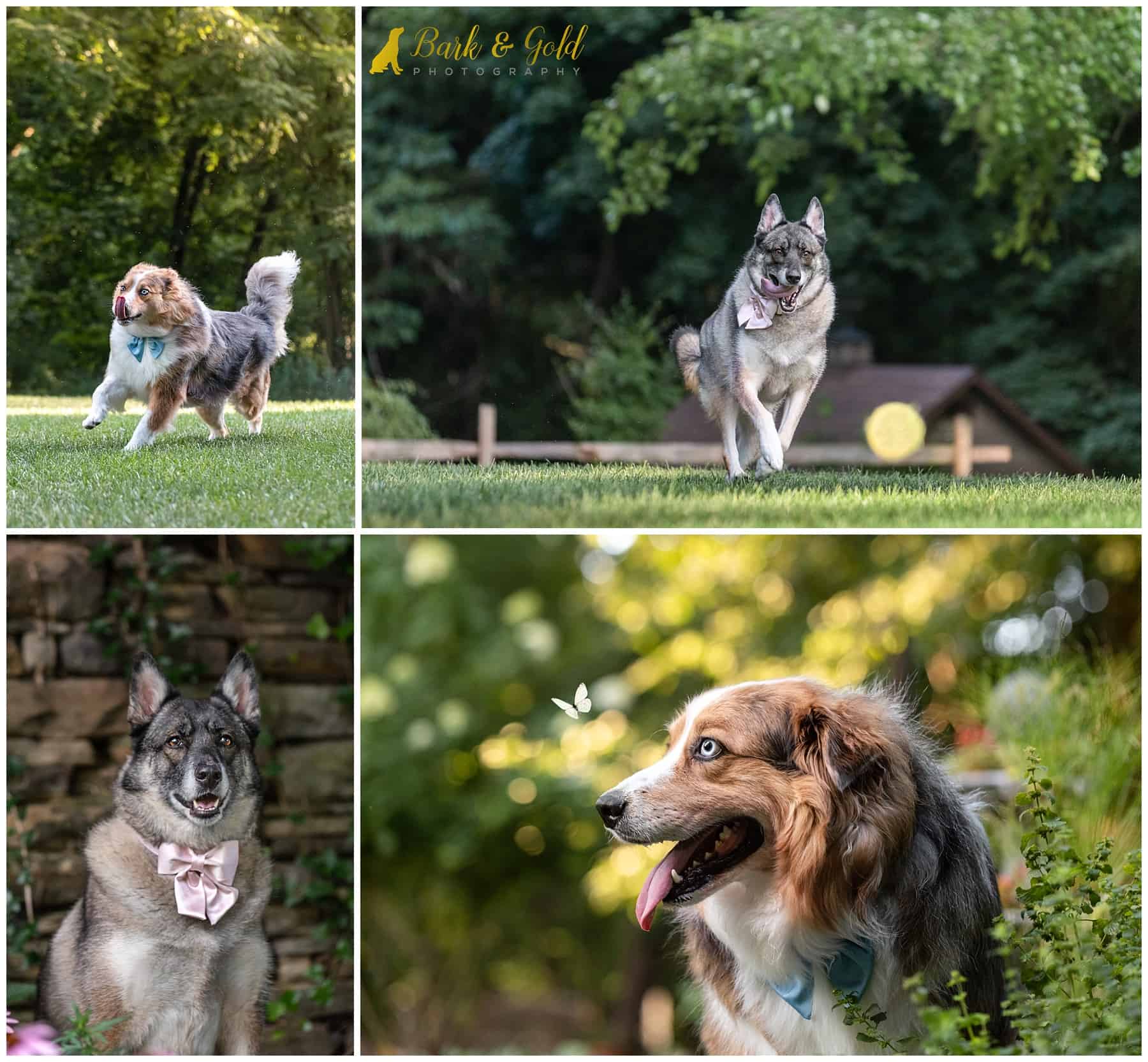 two playful dogs chase a ball and butterflies at Robin Hill Park in Moon Township during a summer dog photography session