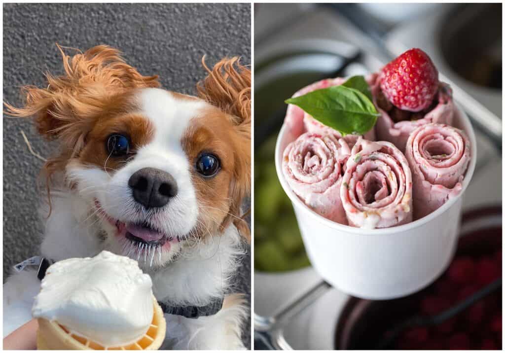 Cavaliers King Charles puppy eating an ice cream cone and a cup of strawberry rolled ice cream