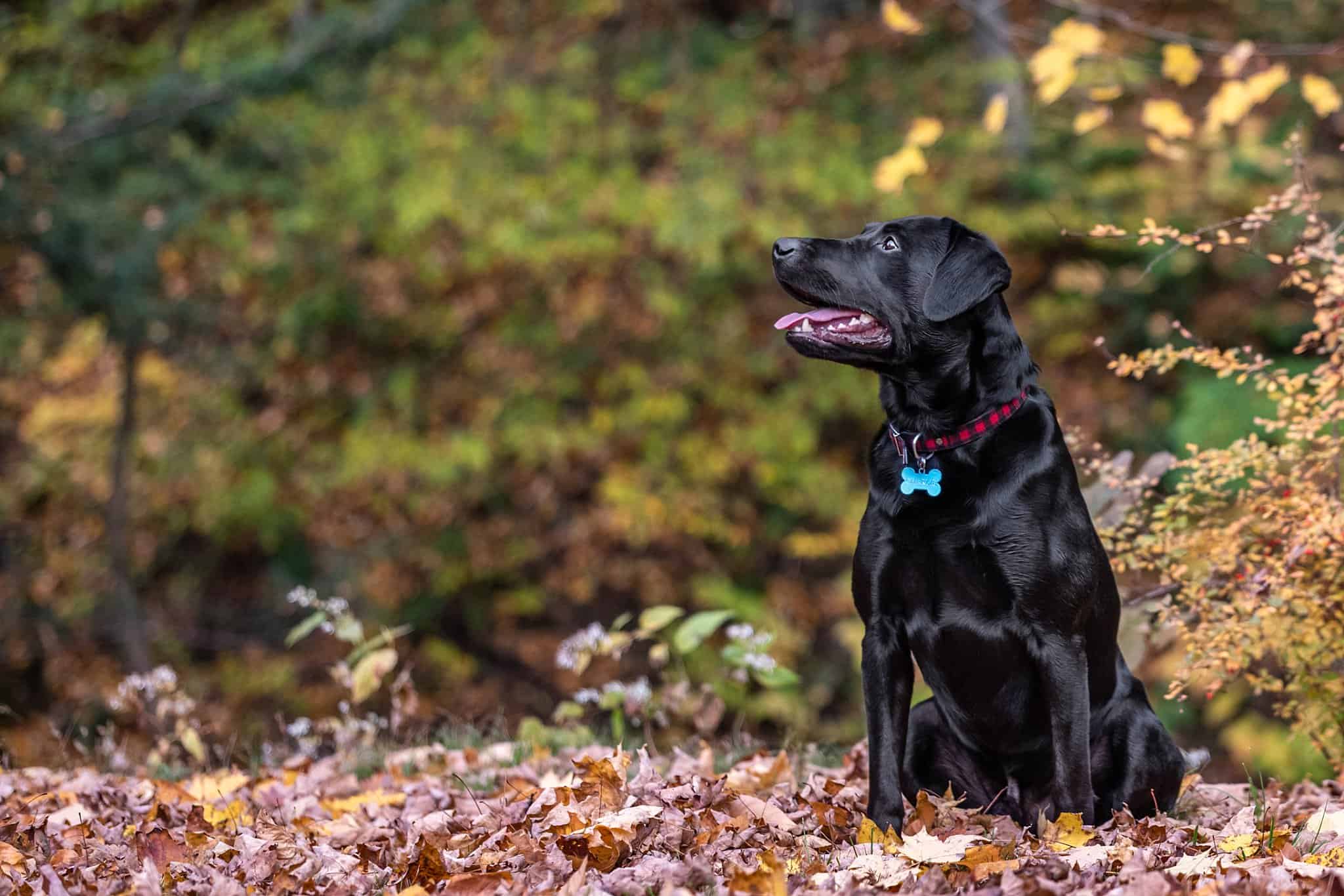 black Labrador puppy at Brady's Run Park for a fall pet photography session
