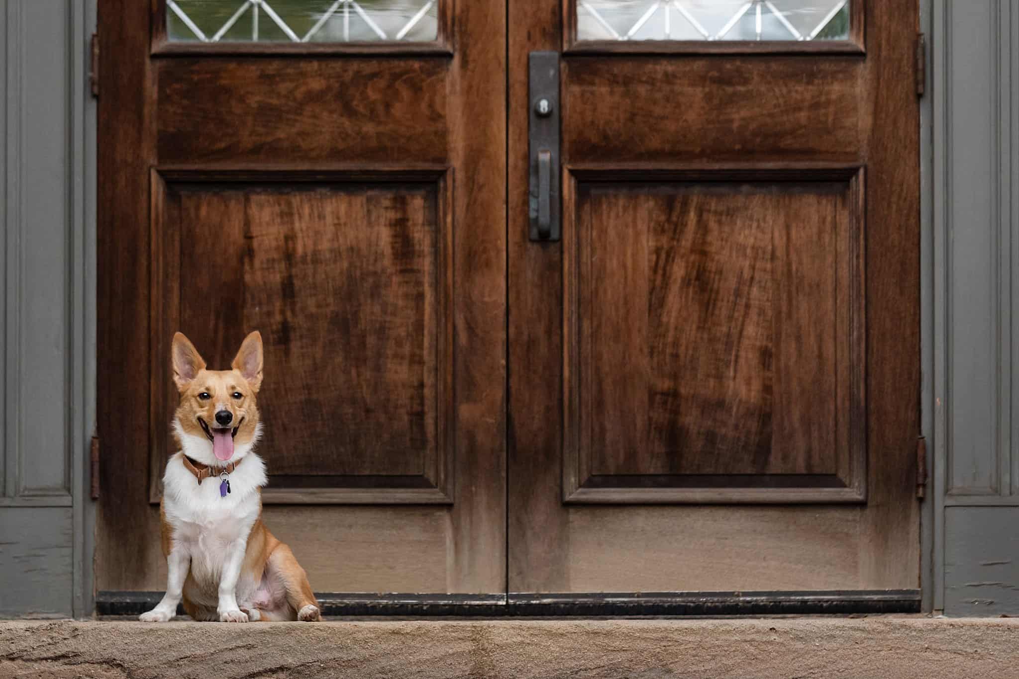 corgi sitting on the stairs outside of Phipps Conservatory's Botany Hall